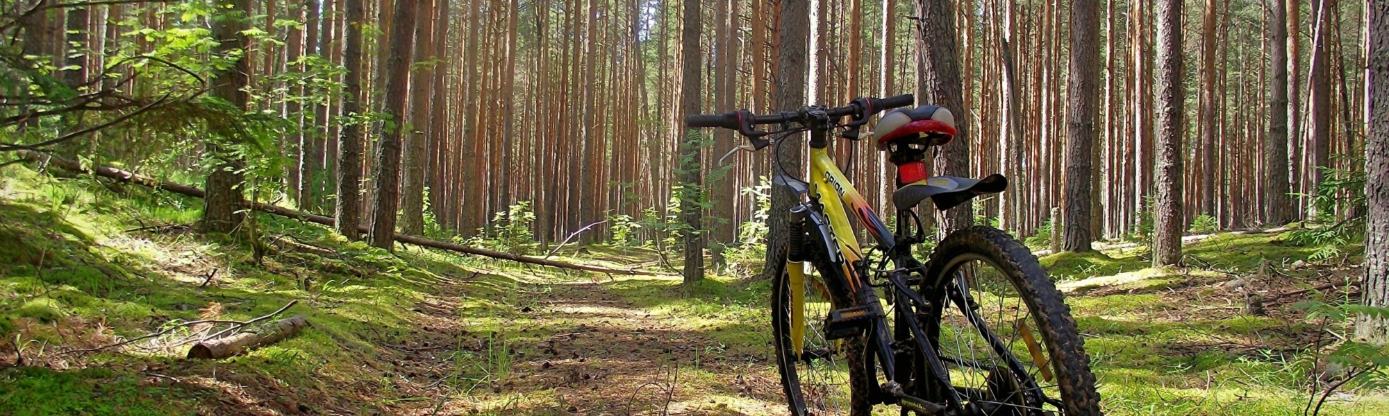 Forests Bicycle 565602 2560x1920